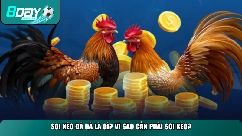 Định nghĩa và lý do cần phải soi kèo đá gà