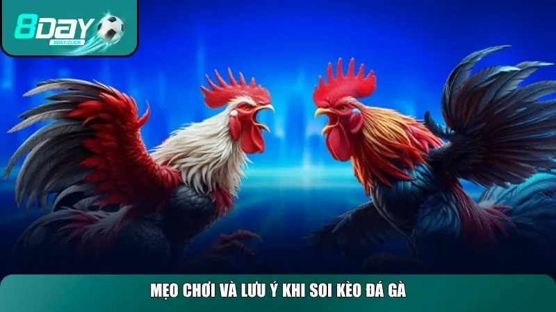 Một số mẹo chiến thuật và lưu ý quan trọng khi soi kèo đá gà